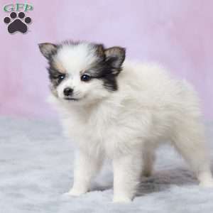 Sandy, Pomeranian Puppy